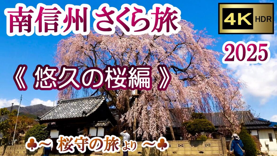 南信州さくら旅 2025 Part-3《悠久の桜編》 【4K】 ♣～ 桜守の旅より ～♣