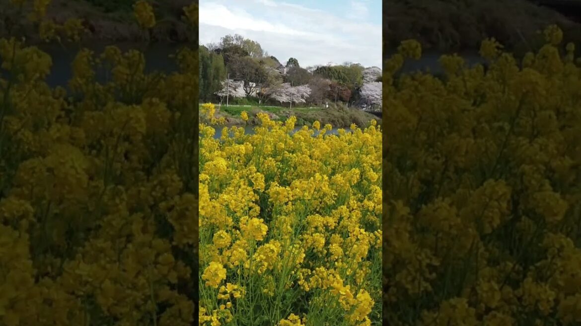 A beautiful park #traveljapan #chiba #sakura