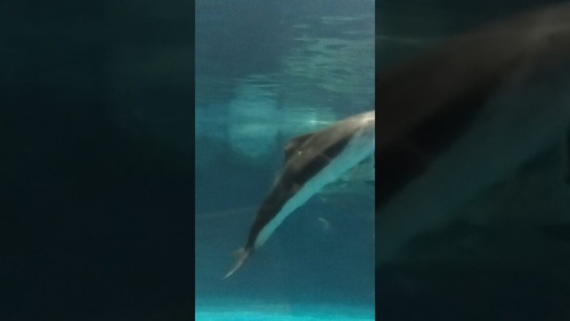 Otaru Aquarium        #shorts #foryou #dolphin #otaruaquarium #fish #travel  #otaru #hokkaido #japan