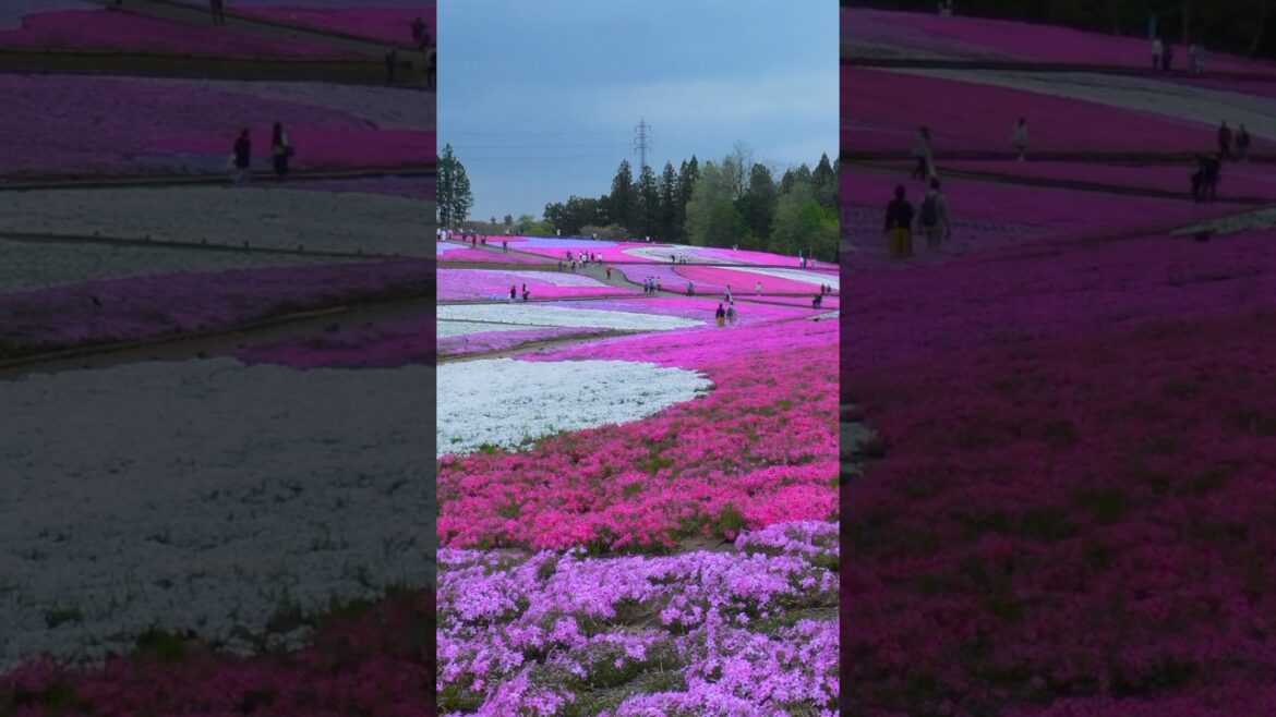 Top Japan Spring Travel Tip: Don’t Miss Hitsujiyama Park’s Shibazakura🌸🇯🇵 #japan #nature #travel Top Japan Spring Travel Tip: Don’t Miss Hitsujiyama Park’s Shibazakura🌸🇯🇵 #japan #nature #travel