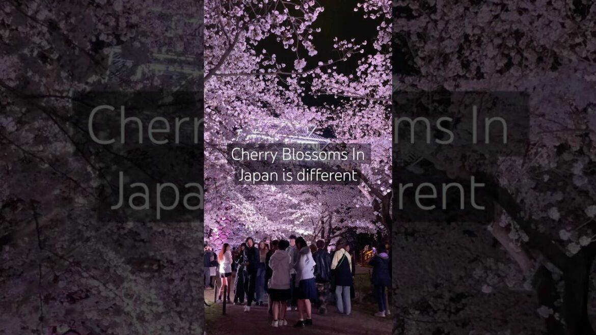 Cherry Blossoms 🌸 everywhere!! #japantravel #fukuoka #sakura