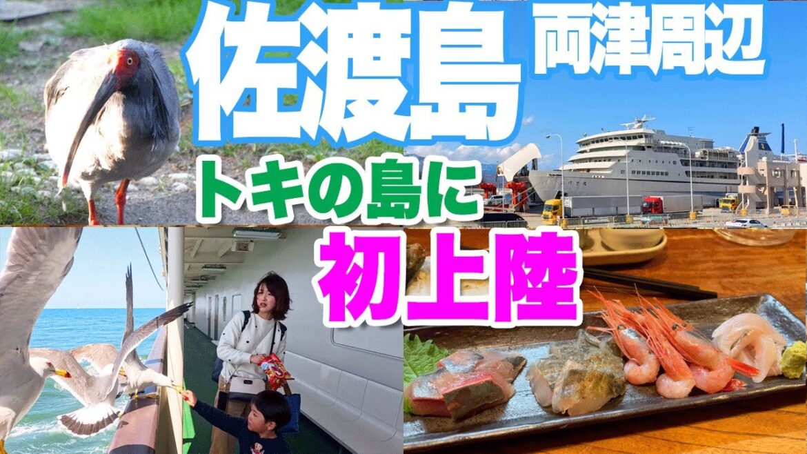 【佐渡島2泊3日旅①】海上の国道350号を通りトキの島に初上陸 新潟からフェリーに乗って両津周辺を観光 Trip to Sado island 【佐渡島2泊3日旅①】海上の国道350号を通りトキの島に初上陸 新潟からフェリーに乗って両津周辺を観光 Trip to Sado island