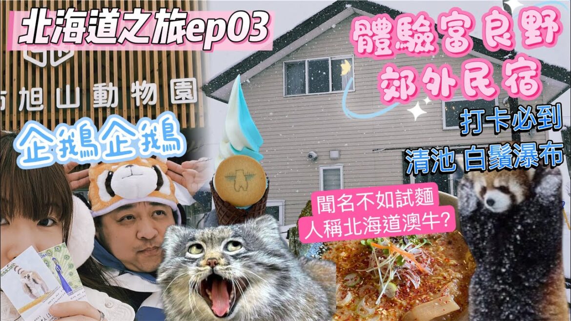 北海道之旅ep03｜旭山動物園買到窮｜人稱西麵館我以身試法｜必去清池白鬚瀑布｜富良野民宿開箱