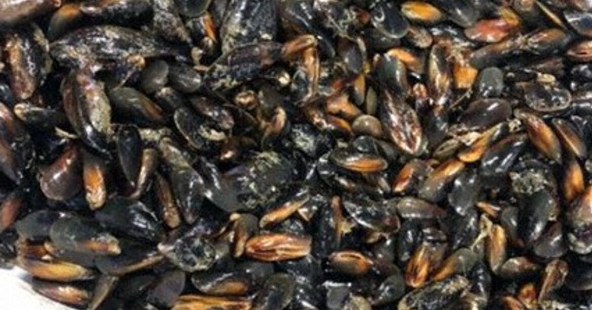 Easy Japanese news in translation: Mussels sold as specialty of Hokkaido power station