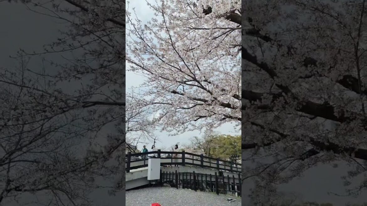 熊本城X櫻花細雨X喃喃細語
