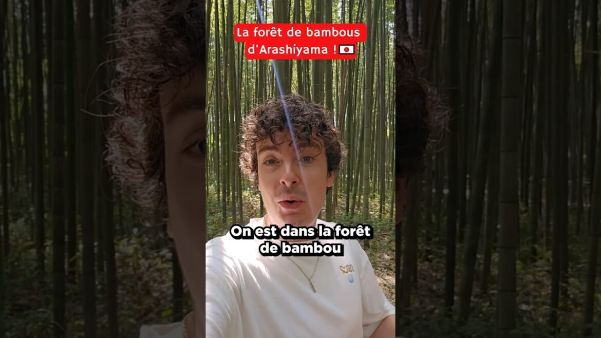 Forêt de bambous à Kyoto, si zen que ça ? Forêt de bambous à Kyoto, si zen que ça ?