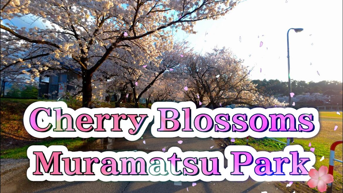 2025 Cherry Blossom Festival at Muramatsu Park