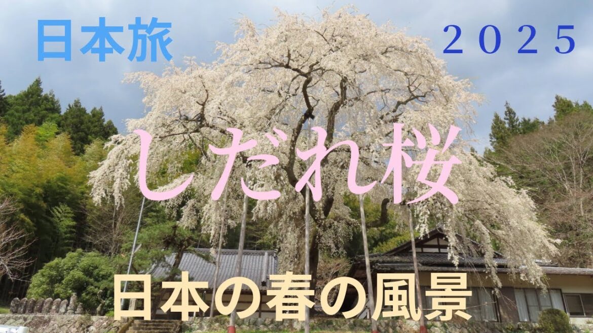 【2025春J旅】　枝垂れ桜　【日本の風景】春はうららか春うらら