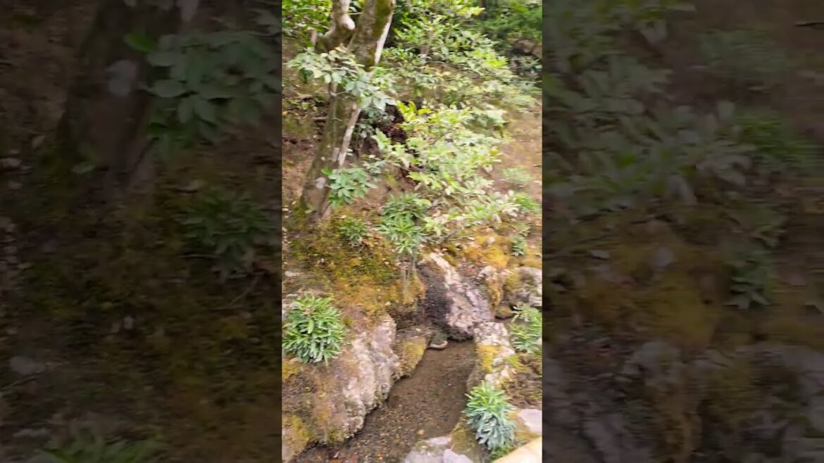 Kinkaku-ji. Kyoto, Japan 🇯🇵 #kyoto #japan #shorts
