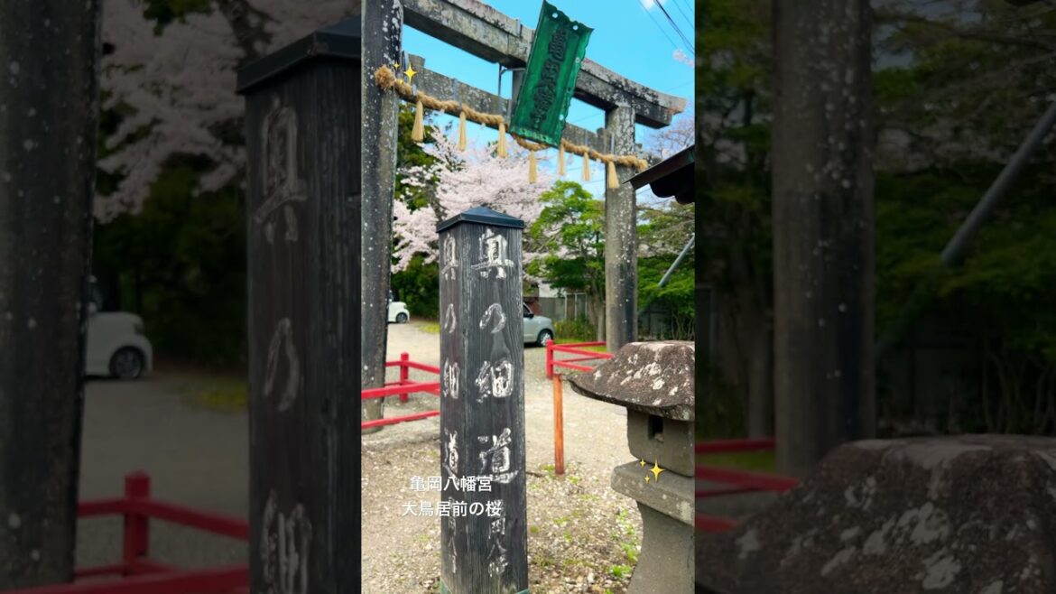 伊達氏ゆかりの亀岡八幡宮大鳥居前の桜が美しいです#japan#travel #petit bonheur#小さな幸せ#東北#宮城県#仙台市#観光#桜#伊達家#shorts#地下鉄#東西線#川内駅