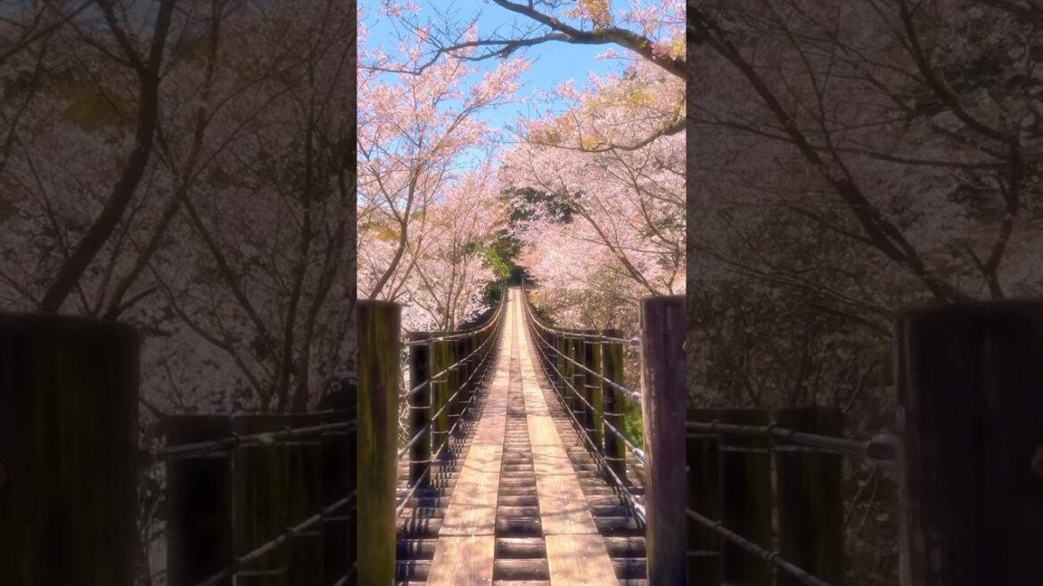 Cherry blossoms 🌸 at the Kinkai Central Park in Nagasaki Cherry blossoms 🌸 at the Kinkai Central Park in Nagasaki