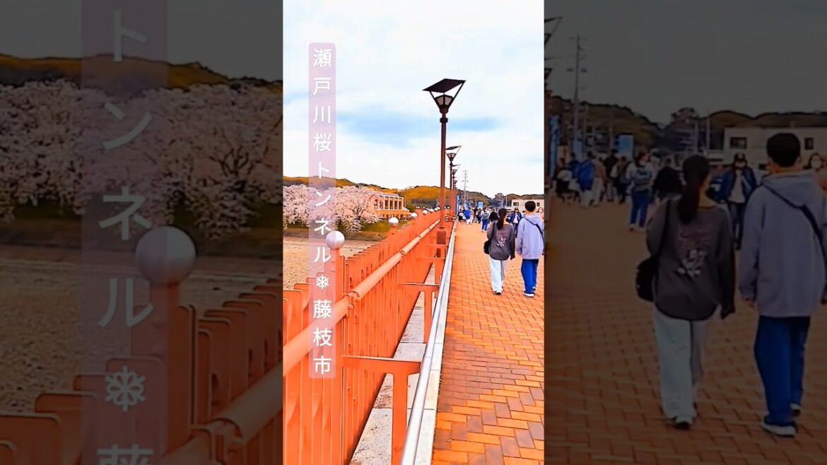 2025年春🌸瀬戸川,桜の名残りが美しい葉桜🌿今年も満開に咲いた東海最大級2kmの瀬戸川桜トンネルと金比羅山の映像集🏞️🌸#藤枝市#静岡県#瀬戸川#葉桜#桜トンネル#季節の花#ソメイヨシノ#羊文学