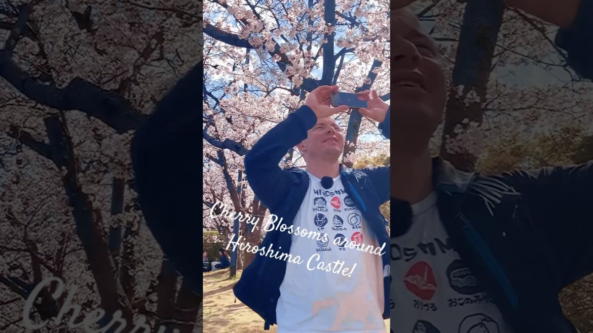 Hiroshima’s Spring Magic! Sakura in Full Bloom!