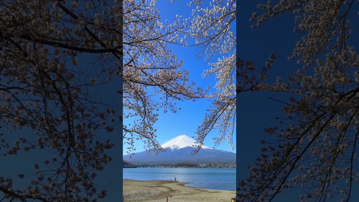 河口湖北岸の富士山と桜
