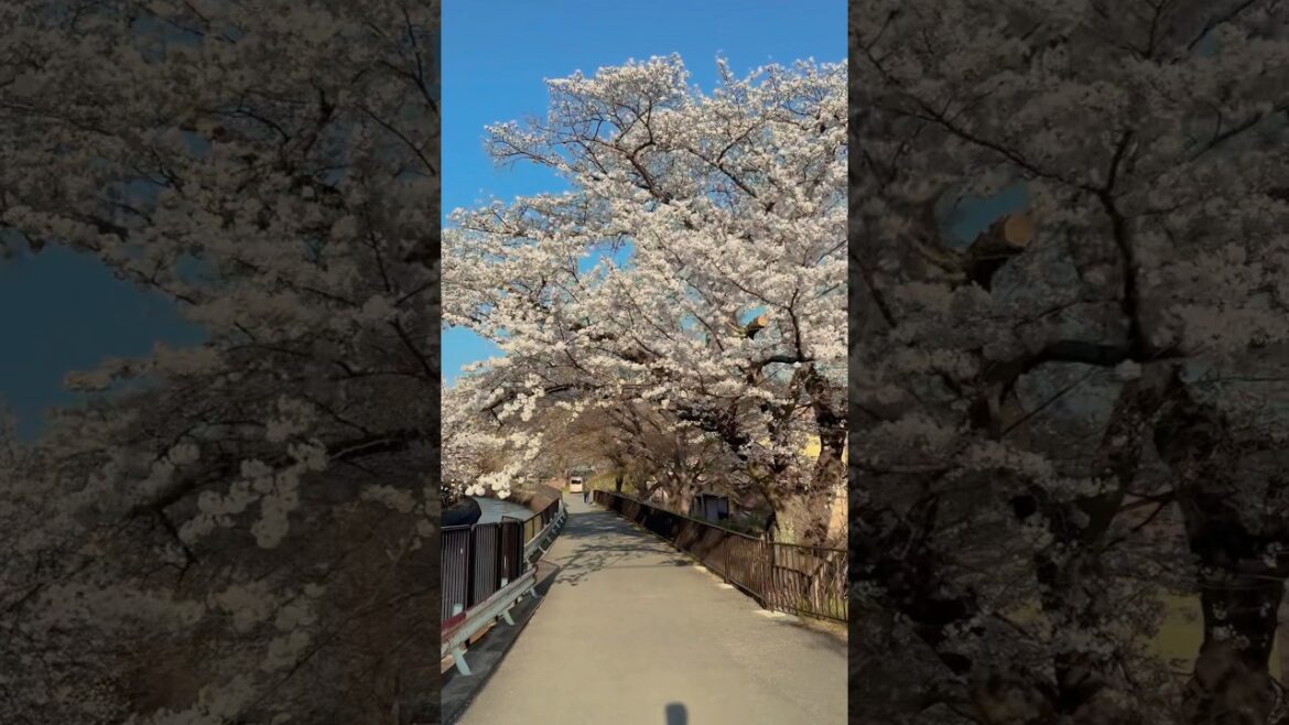 Kyoto, Japan #cherryblossomseason #kyoto #japan