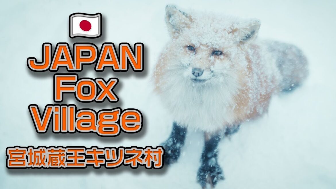 4K 【Miyagi Zao Fox Village】Great Place to Travel in Sendai Japan | Feel like in the Fairy Tale World 4K 【Miyagi Zao Fox Village】Great Place to Travel in Sendai Japan | Feel like in the Fairy Tale World