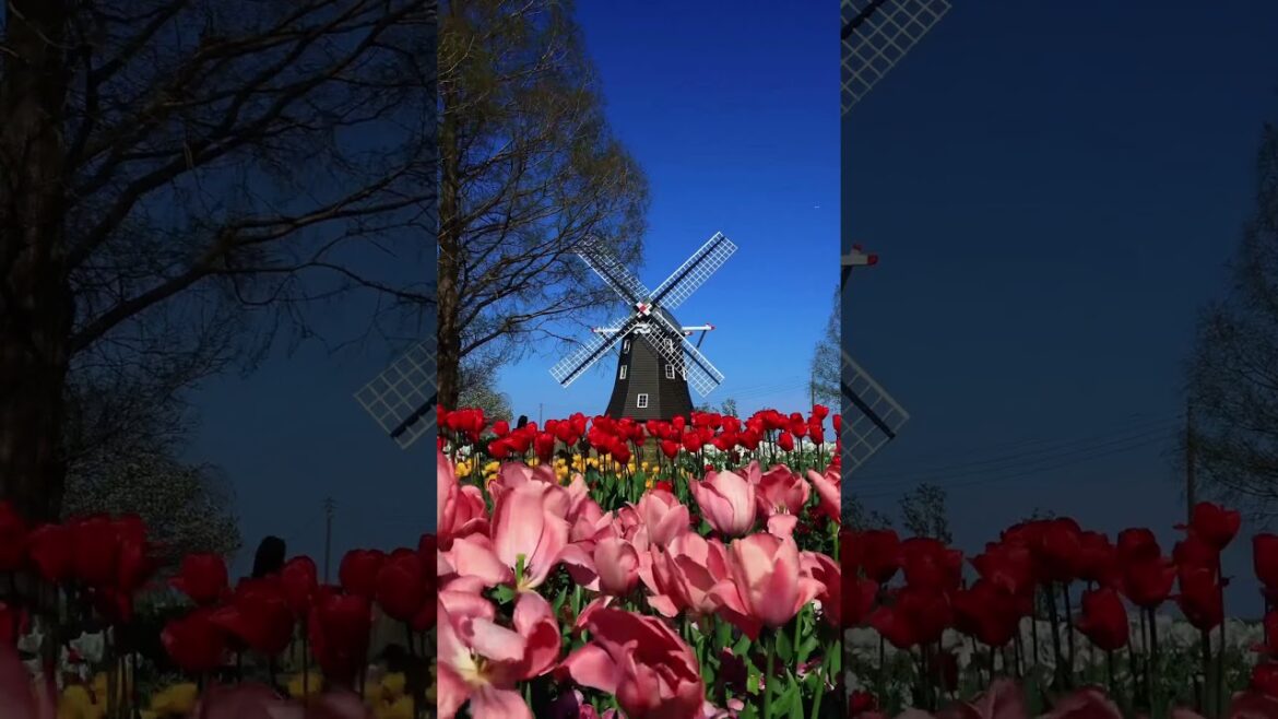 Chiba japan #arijitsingh #4kjapan #travel #spring #tokyo #shortvideo #nature #relaxing #shorts