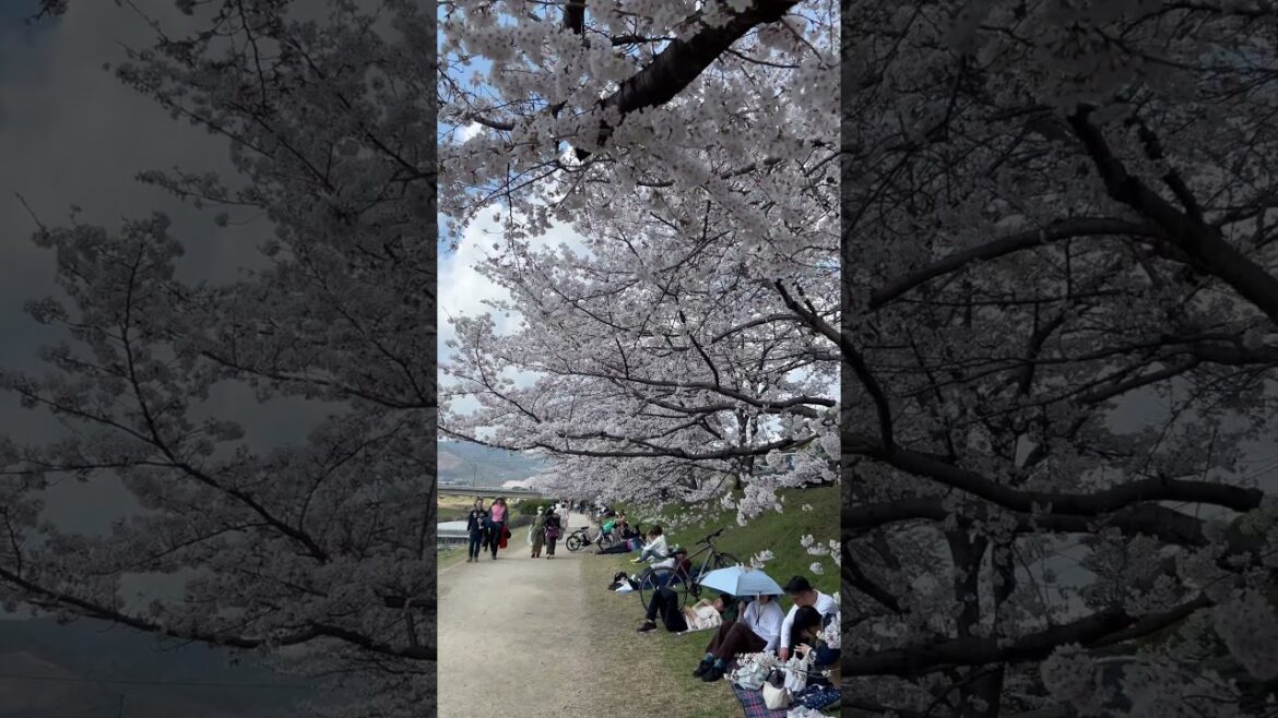 【KYOTO】 Must-See Hidden Gems – Nagaragi Street 【KYOTO】 Must-See Hidden Gems - Nagaragi Street