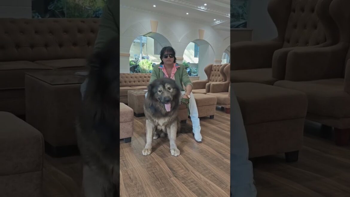 ₹50 Crore Dog?! India’s Most Expensive Pet Revealed! 🐶💰 | Wolfdog 🐺 ₹50 Crore Dog?! India’s Most Expensive Pet Revealed! 🐶💰 | Wolfdog 🐺