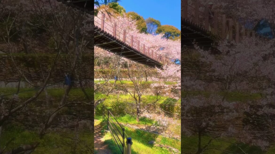 Kinkaichuoh Park / 琴海中央公園#旅行 #japantravel #japan #travel #観光 #visitjapan #sakura #nagasaki #長崎 #桜