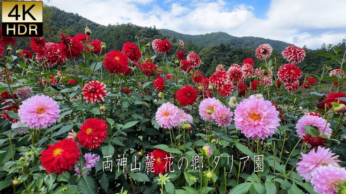【4K HDR Dahlia】 Mt Ryokami Dahlia Garden 2024.A tranquil Utopia sheltered by majestic mountains. 【4K HDR Dahlia】 Mt Ryokami Dahlia Garden 2024.A tranquil Utopia sheltered by majestic mountains.