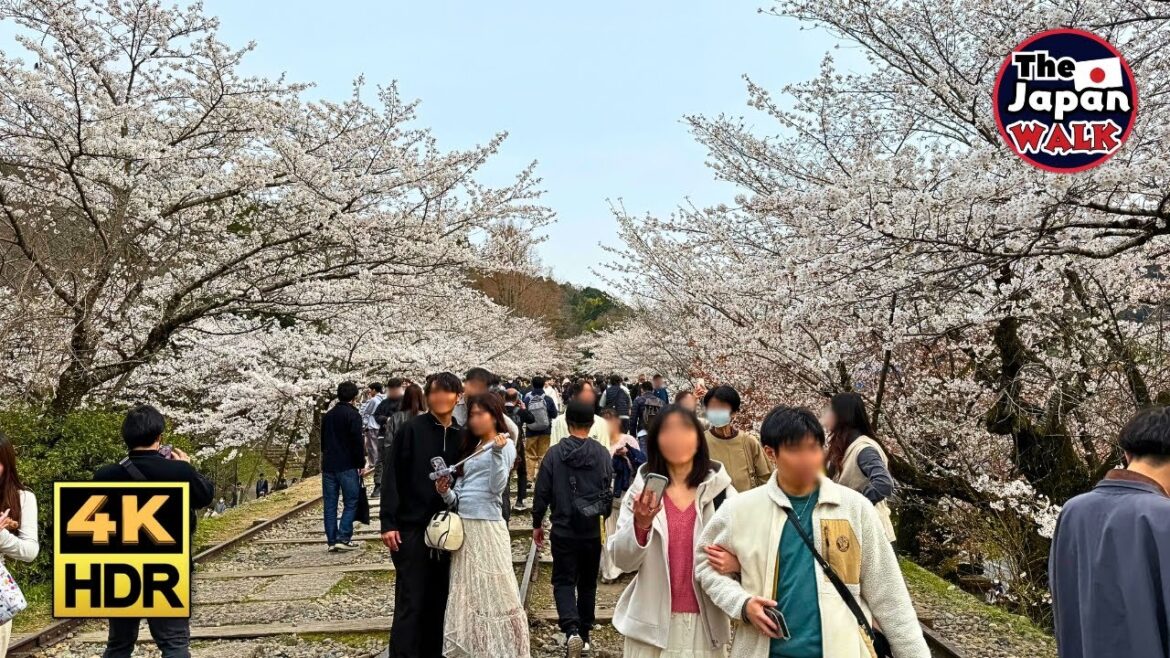 Sakura in Full Bloom at Kyoto’s Keage Incline | Walking Tour | 4K | HDR Sakura in Full Bloom at Kyoto’s Keage Incline | Walking Tour | 4K | HDR