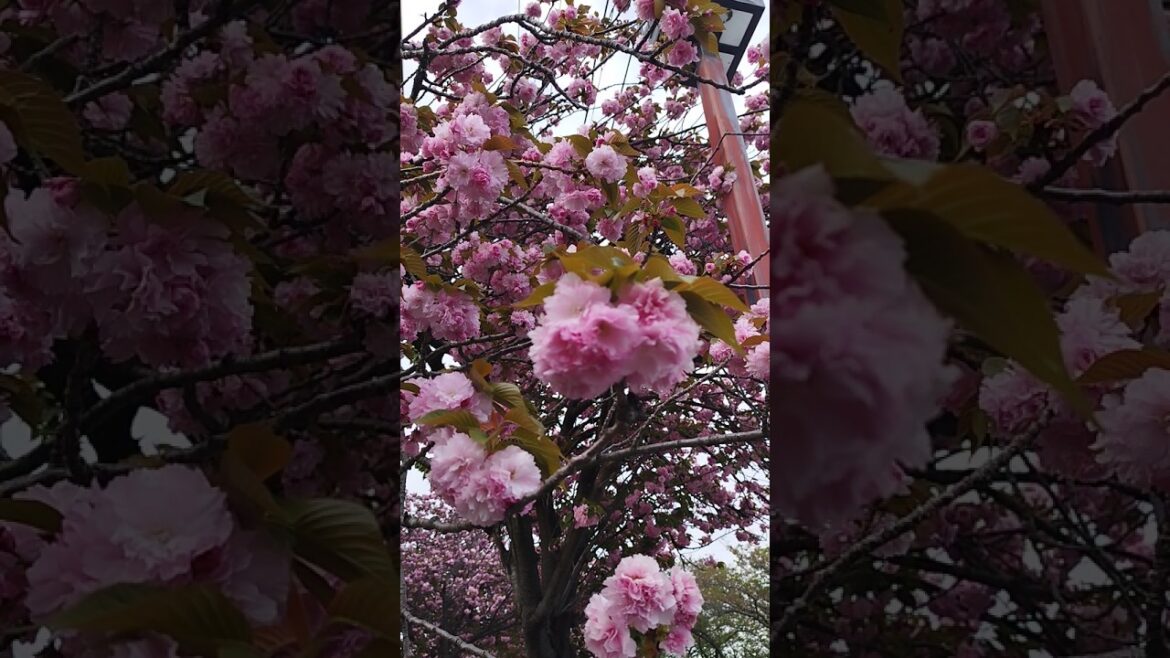 Cherry Blossom 🌸🌸❤️❤️    #shorts  #youtubechannel #foryou #travel #yokohama #japan