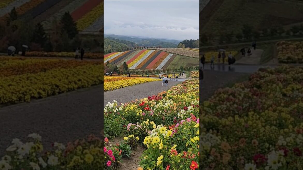 Shikisai-no-oka in Hokkaido in the fall time#travel #hokkaidojapan #shorts#flowers#japan