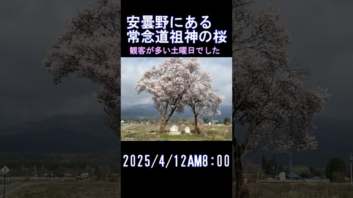 2025年4月12日 安曇野にある「常念道祖神の桜」