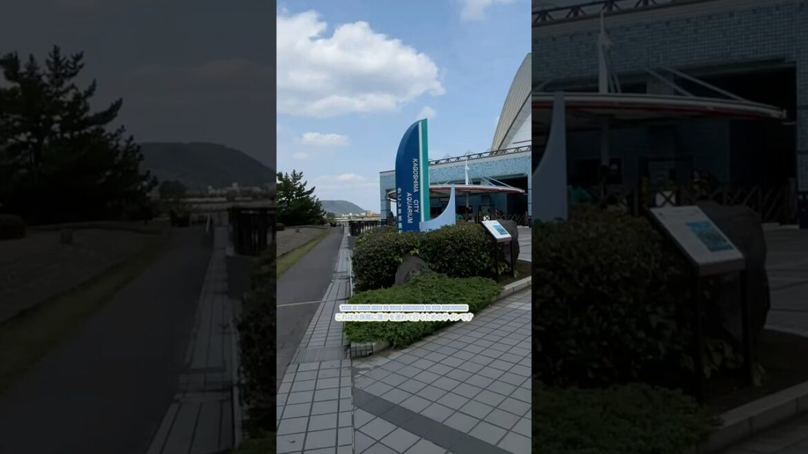 this is your sign to go stare at fish • これは魚を見つめに行く合図です 🐟🐠 #kagoshima #aquariumjapan