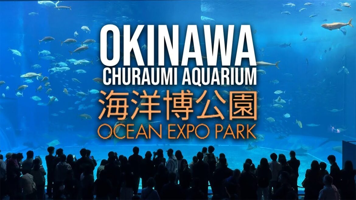 Top Thing to Do in Okinawa? Churaumi Aquarium Might Be It Top Thing to Do in Okinawa? Churaumi Aquarium Might Be It