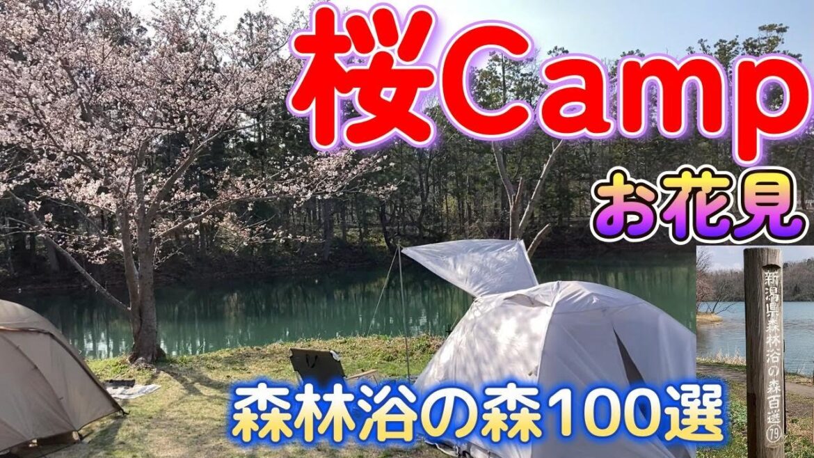 【上越】大池いこいの森キャンプ場　桜並木を独り占め！バックパックで散策お花見キャンプ。キャンプ場は混んでいたけど、少し歩けば桜を独り占め。久しぶりに雪のないキャンプでしぇらカップ酒に酔いしれる