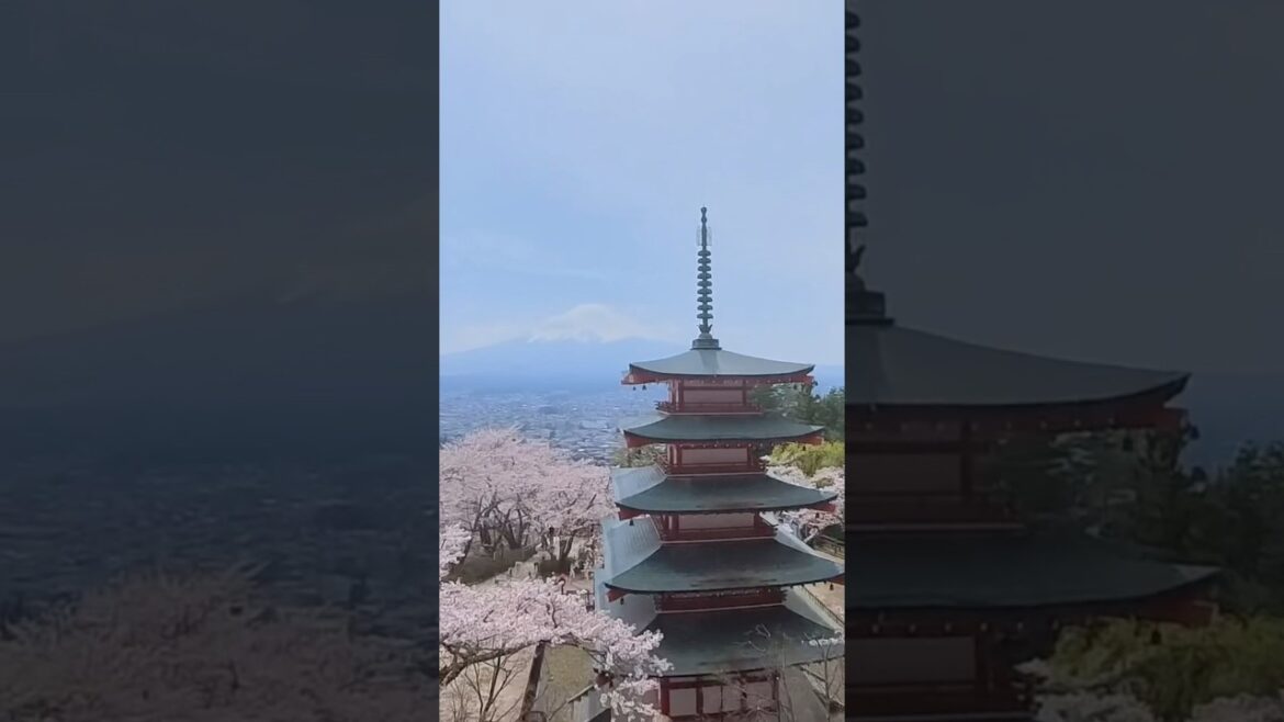 Magnificent Sakura at Fujiyoshida Chureito Pagoda #mtfuji #cherryblossoms