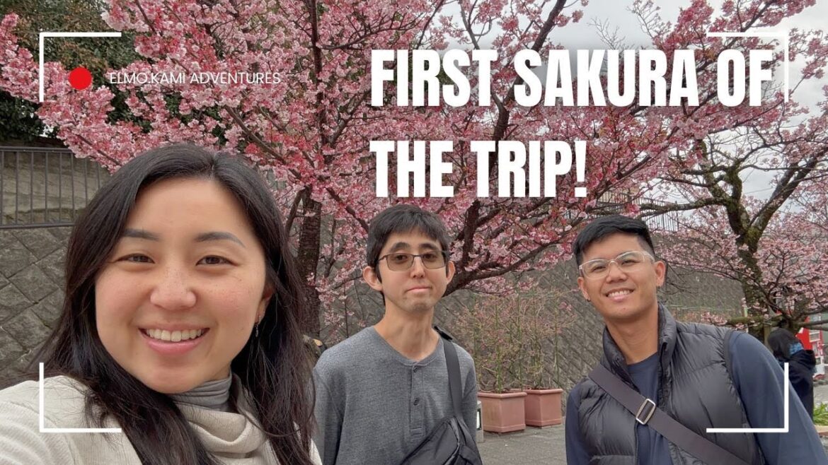 Taking the Shinkansen to Atami First Sakura of the trip Taking the Shinkansen to Atami First Sakura of the trip