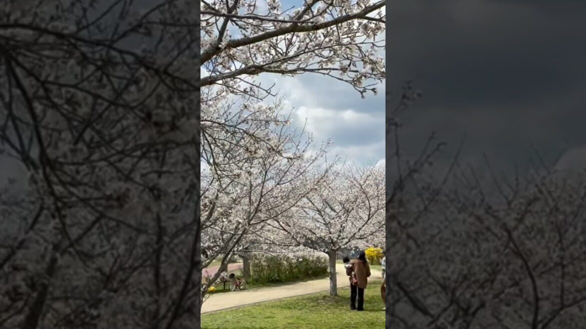 japan spring get together #shorts #japan #travel