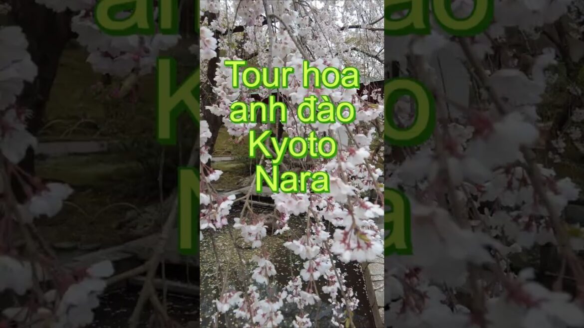 Tour hoa anh đào Kyoto - Nara | Du lịch Nhật Bản