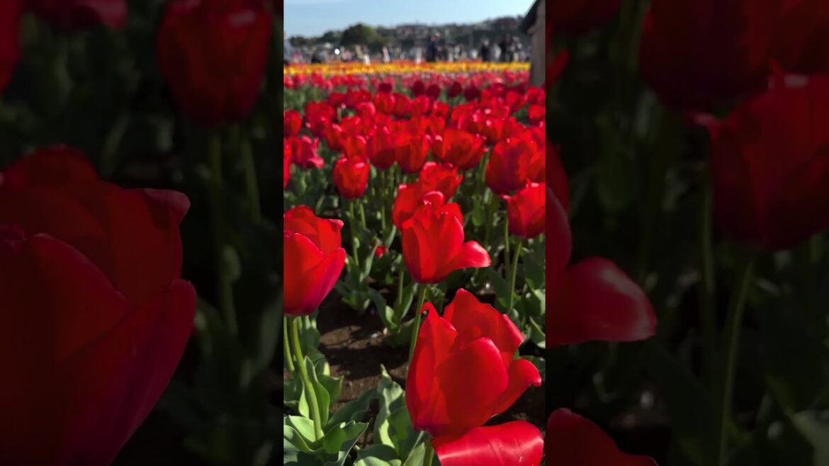 Tulip Fields near Tokyo , Chiba , Japan