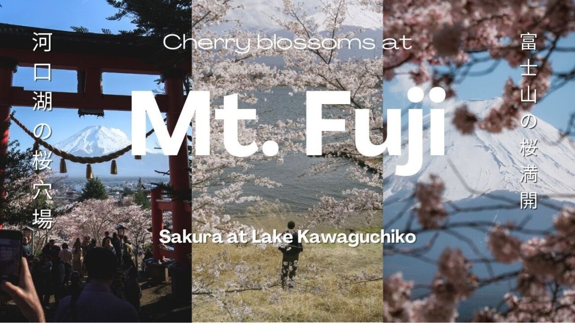 Exploring Mt. Fuji during Sakura. Kawaguchiko Day Trip from Tokyo