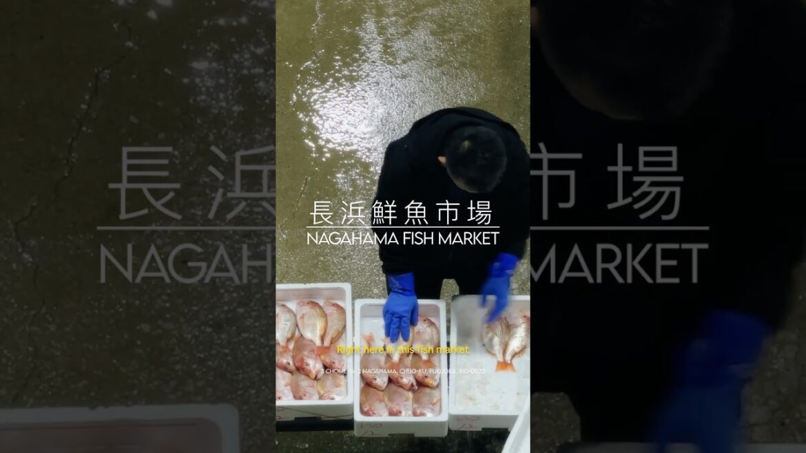 You ever wonder where your sushi comes from? ๐ฃ๐ฃ #sushi #fukuoka #fishmarket #japanvlog You ever wonder where your sushi comes from? ๐ฃ๐ฃ #sushi #fukuoka #fishmarket #japanvlog