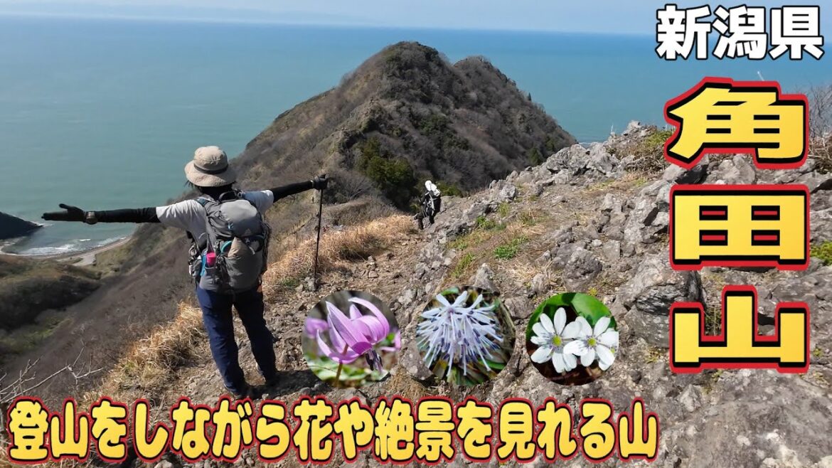 #79 新潟県角田山　カタクリ・雪割草、絶景が見れる山