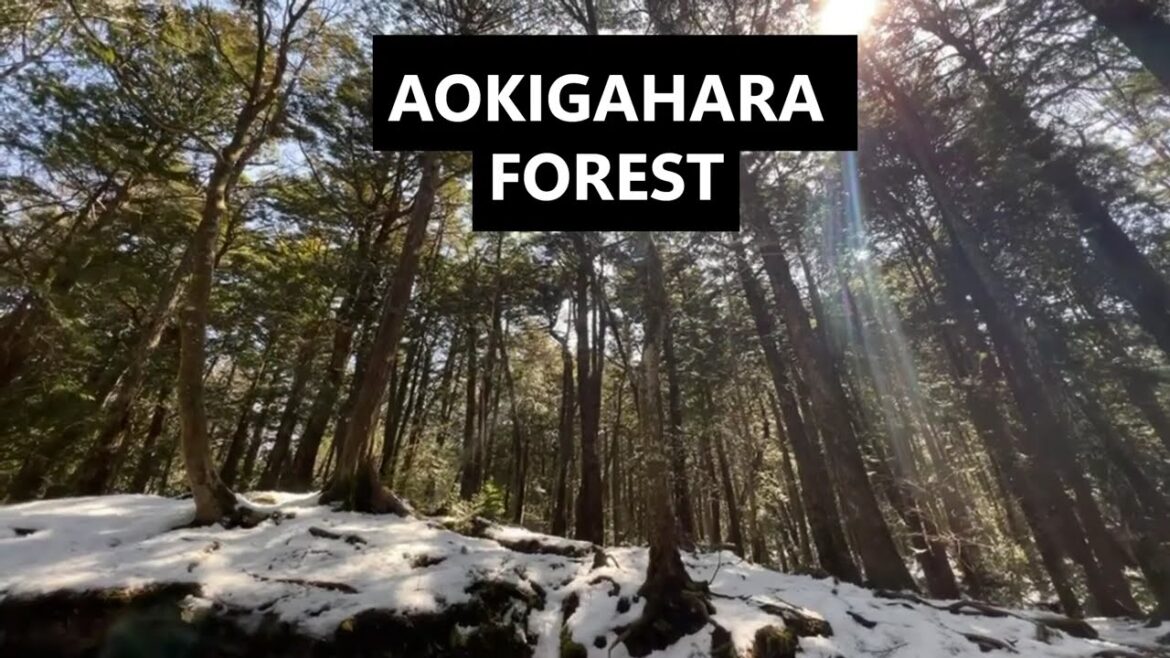 I visited Aokigahara forest