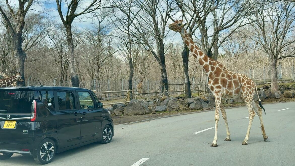 Saturday, April 5, 2025 | Driving in Wildlife at Fuji Safari Park