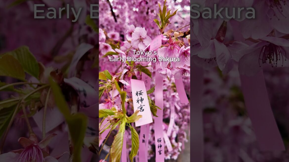 2025 Tokyo’s Cherry Blossoms 🌸 2025 Tokyo’s Cherry Blossoms 🌸