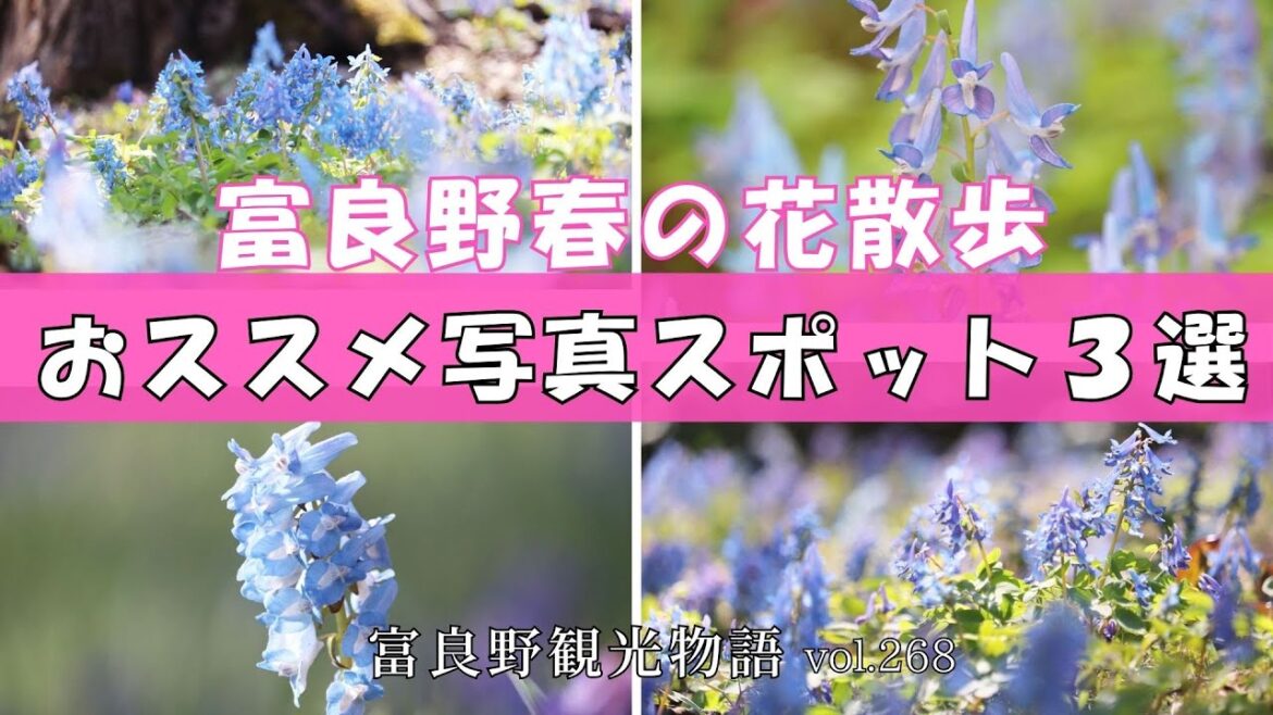 【富良野観光物語」vol.268 ☆ 富良野春の花散歩 おススメ写真スポット３選 #富良野 #北海道 #ひとり旅 #花