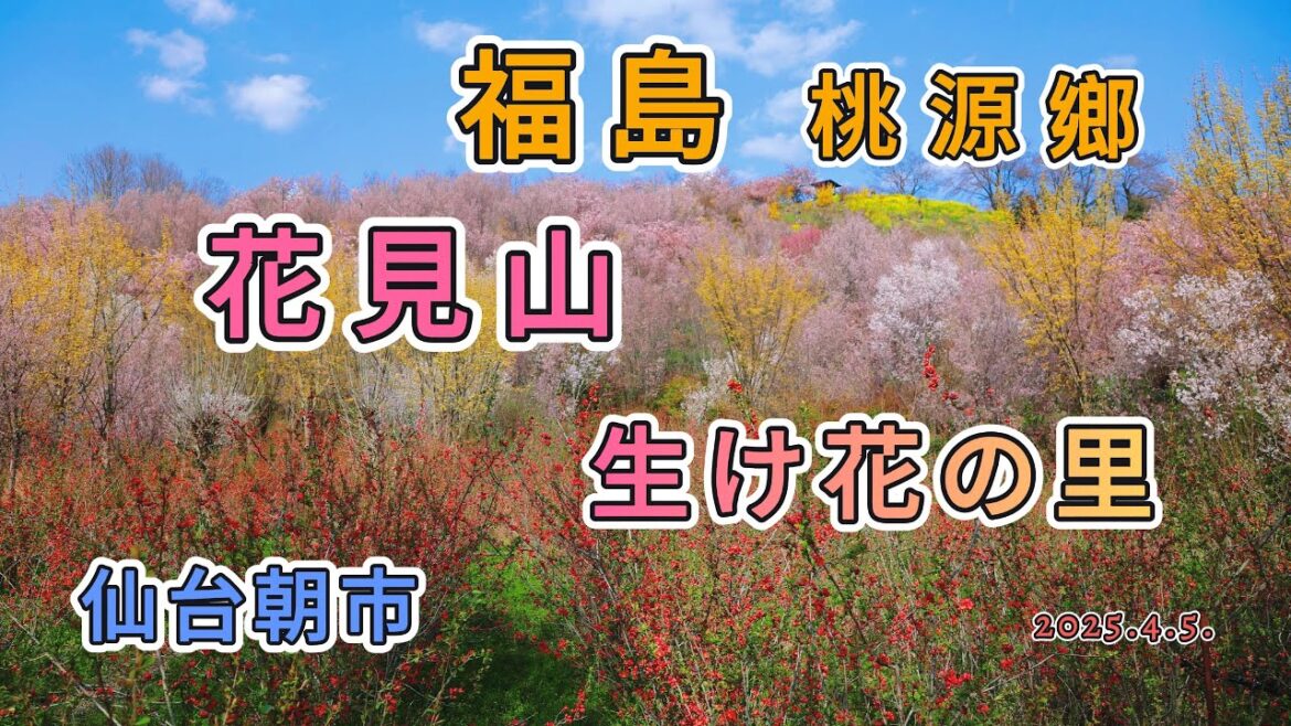 福島桃源鄉 花見山 生け花の里 仙台朝市 栃木那須高原 Grand Hotel 愛寿 2025東北賞櫻自駕11天