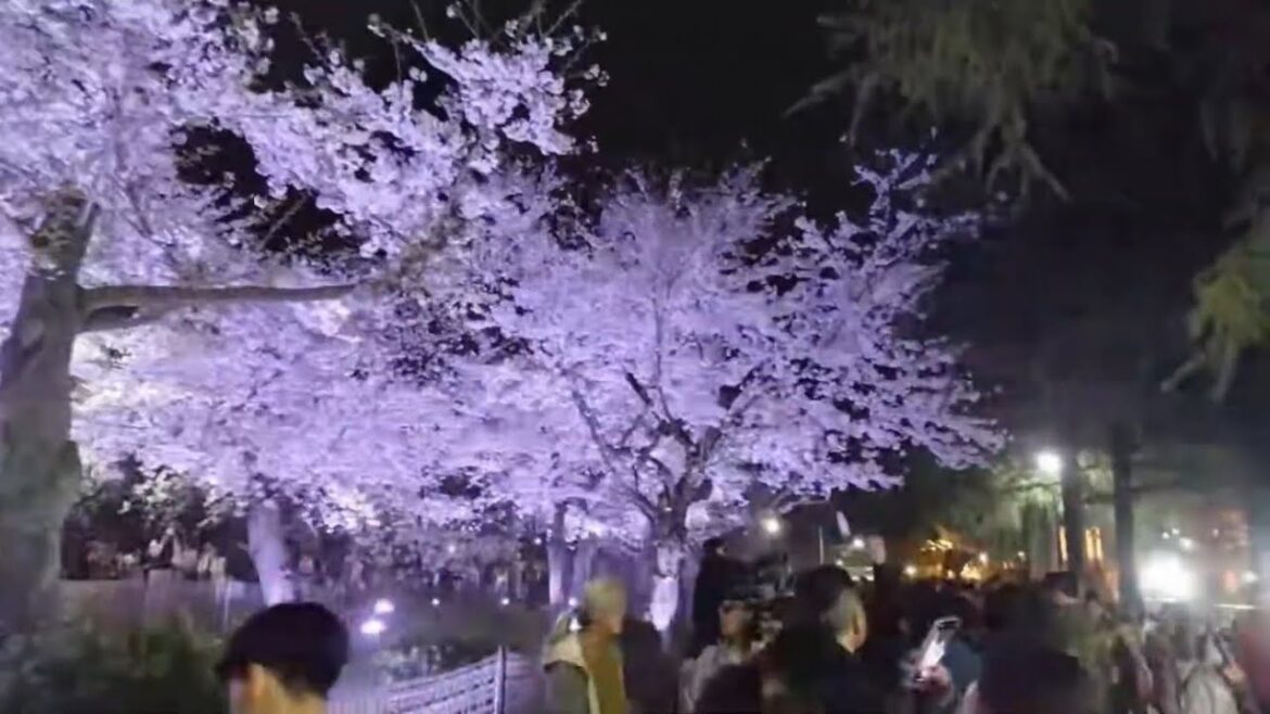 名古屋の桜の名所巡りとテレビ塔 名古屋の桜の名所巡りとテレビ塔