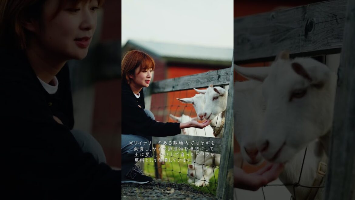 ＼🗾北海道のオススメスポットをご紹介✨／北海道中富良野にあるドメーヌレゾン#富良野#北海道ワイナリー#北海道旅行#北海道スイーツ#hokkaidolove