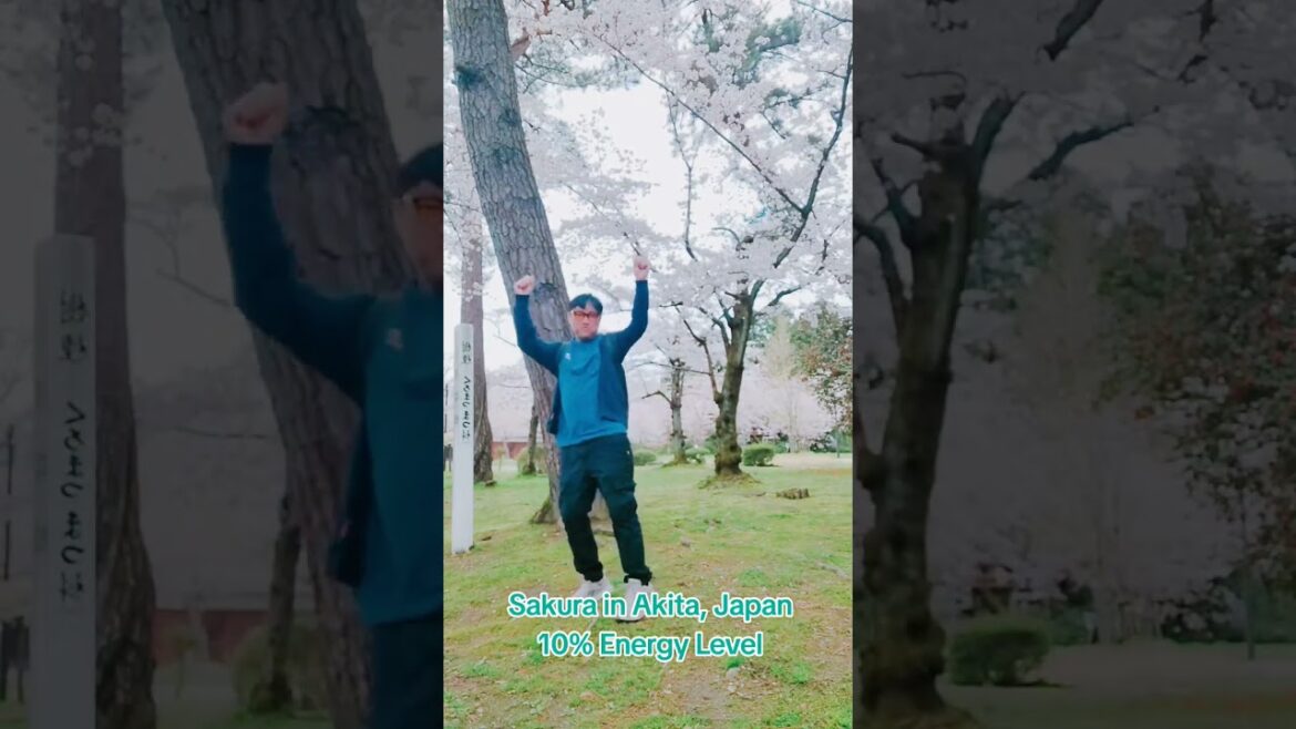 Sakura in Akita, Japan 10% energy level #asia #travel #sakura #japan
