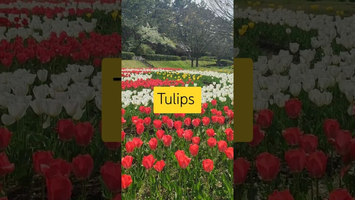 Tulip Season in Japan🎌 #youtubeshorts #travel #nature #music #nippon #niigata #flowers #visitjapan