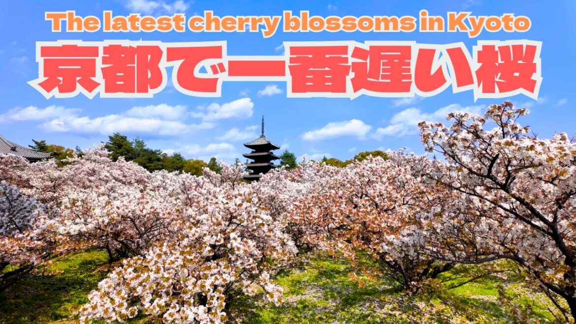 【4K】[4月16日]京都仁和寺御室桜完全ガイド！1200年の歴史と伝統建築が織りなす奇跡の京都体験